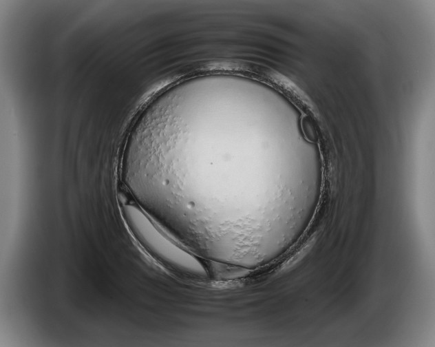 X0000086261033200704191859
