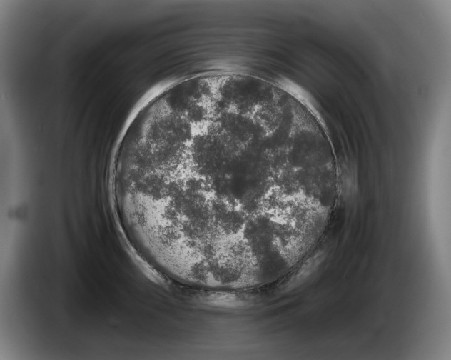 X0000086261098200704191858