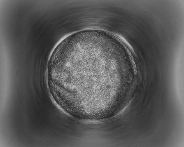 X0000086261100200704191858