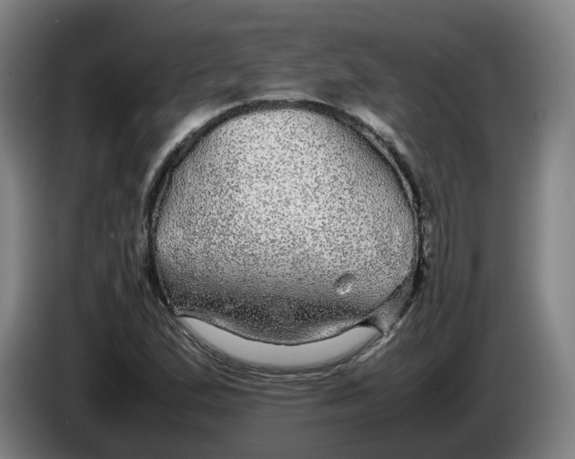 X0000086261167200704191857