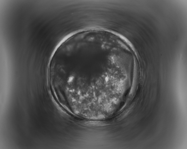 X0000086261295200704191856