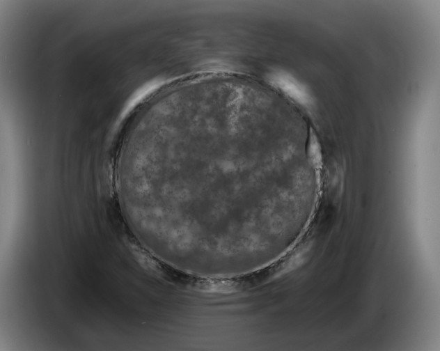 X0000086261310200704191855