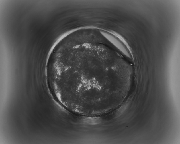 X0000086261335200704191855