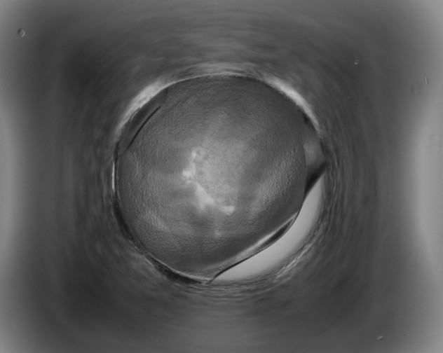 X0000086261365200704191855