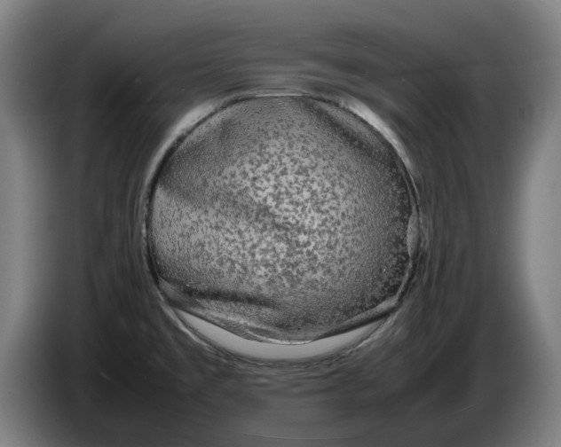 X0000086261477200704191853