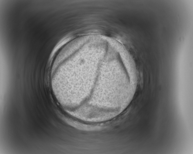X0000086260004200704262005