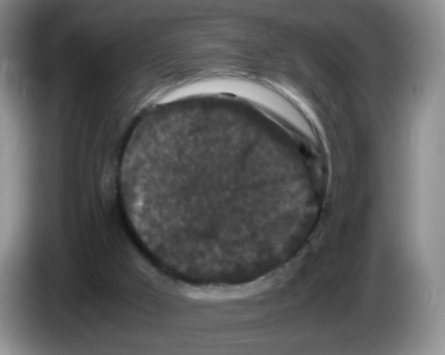 X0000086260009200704262005