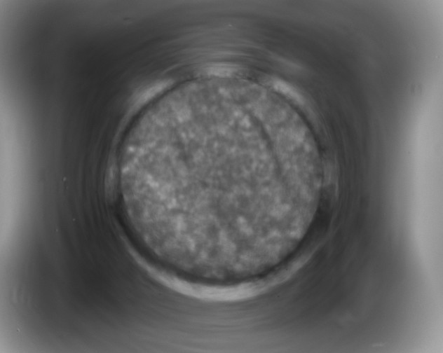 X0000086260016200704262005