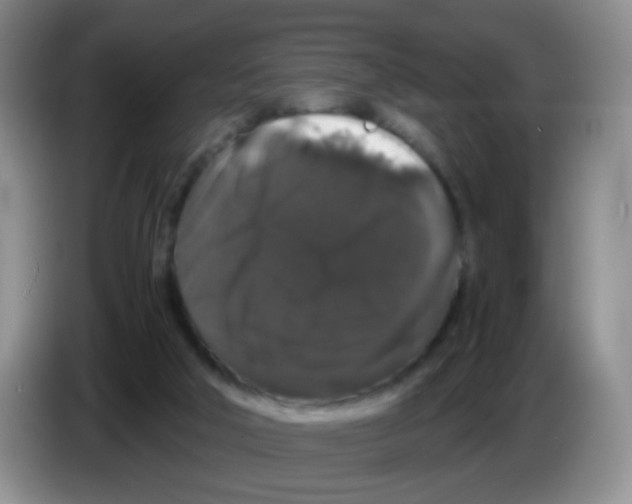 X0000086260018200704262005