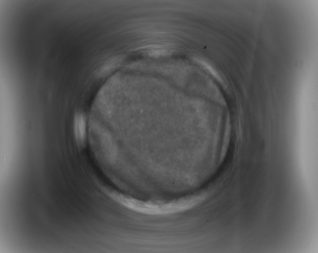X0000086260022200704262005