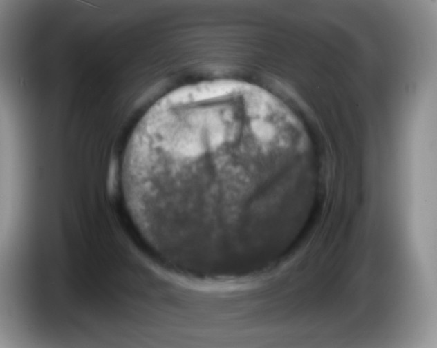 X0000086260024200704262005