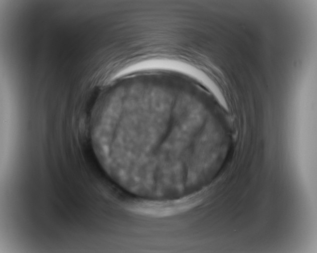 X0000086260029200704262005