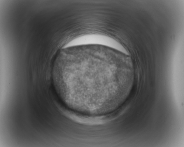 X0000086260032200704262005