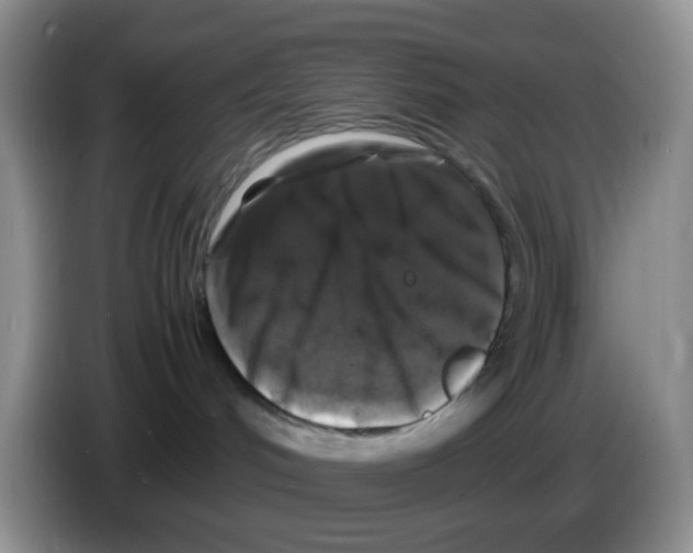X0000086260048200704262004