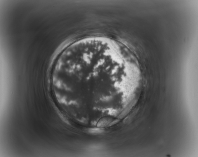 X0000086260053200704262004