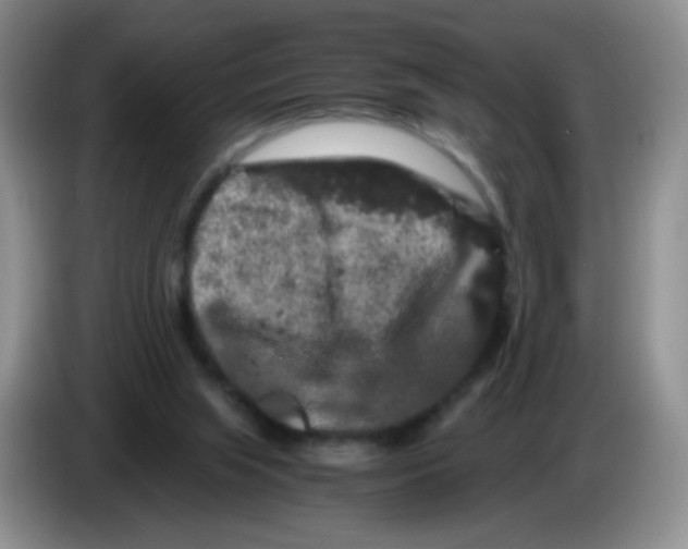 X0000086260063200704262004