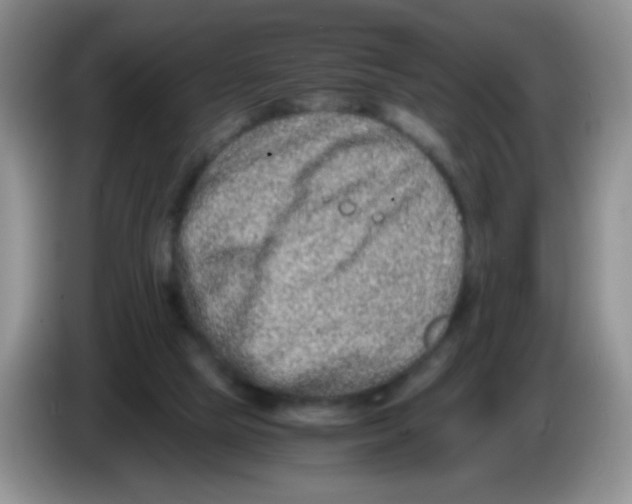 X0000086260065200704262004