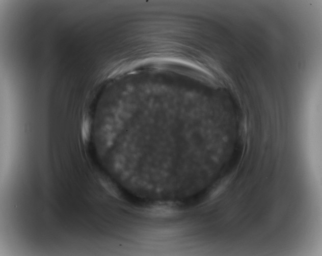 X0000086260076200704262004