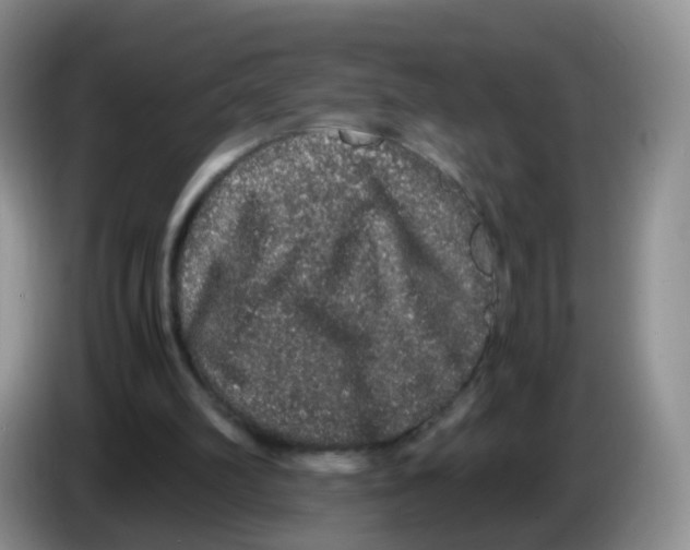 X0000086260102200704262004
