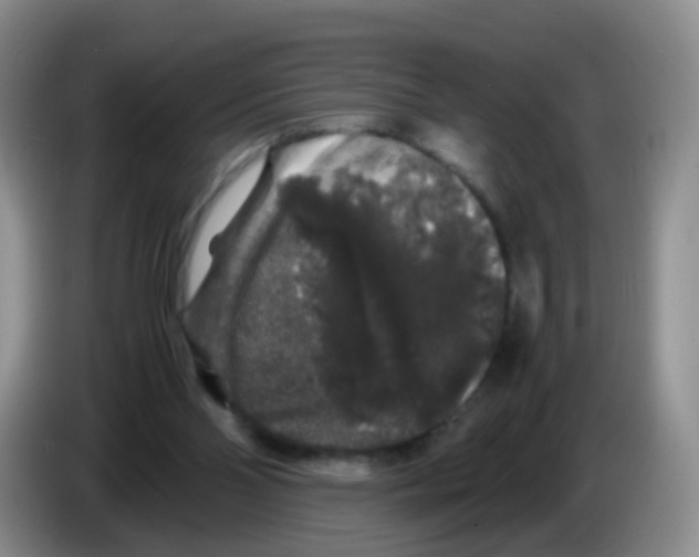 X0000086260110200704262003