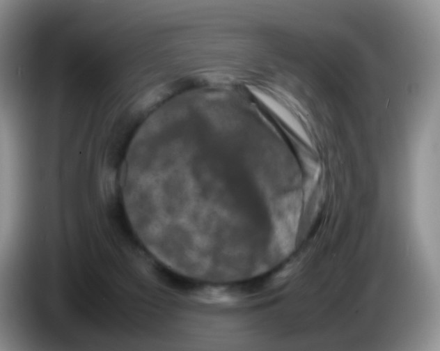 X0000086260117200704262003