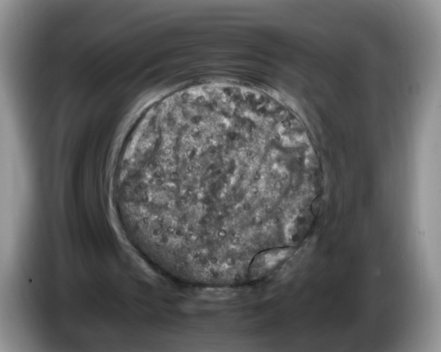 X0000086260145200704262002