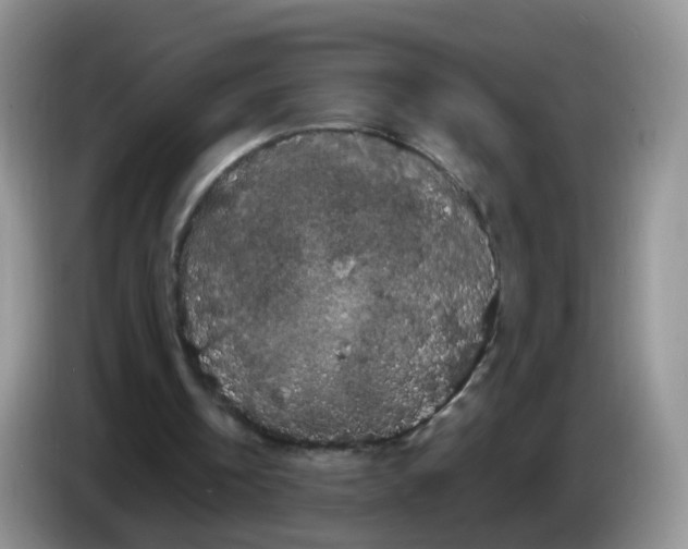 X0000086260146200704262002
