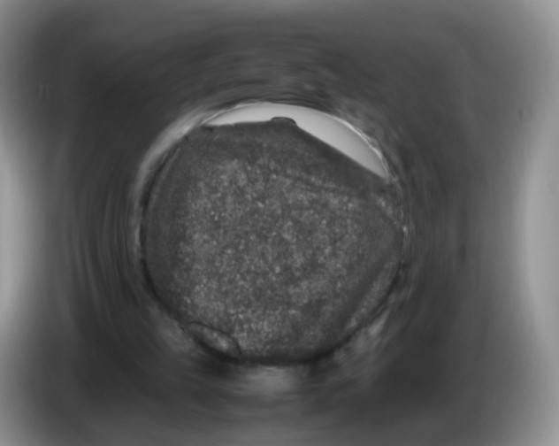 X0000086260149200704262002