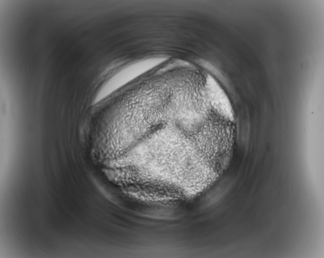 X0000086260157200704262003