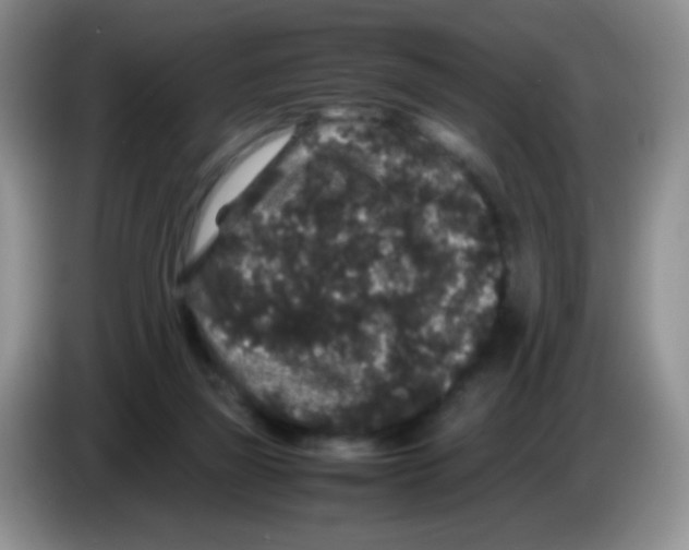 X0000086260165200704262003