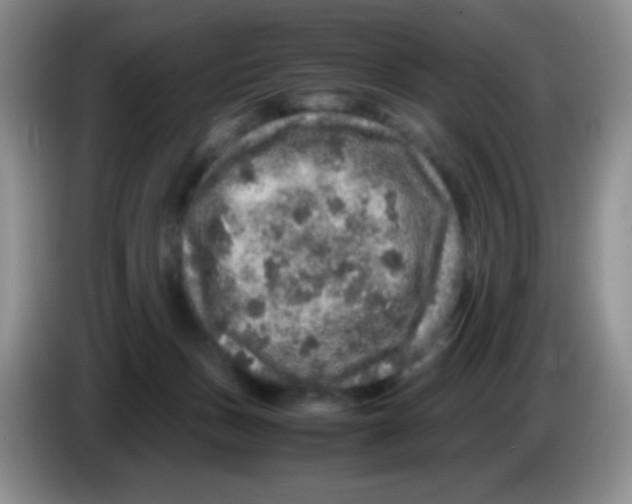 X0000086260175200704262003