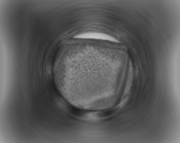 X0000086260178200704262003