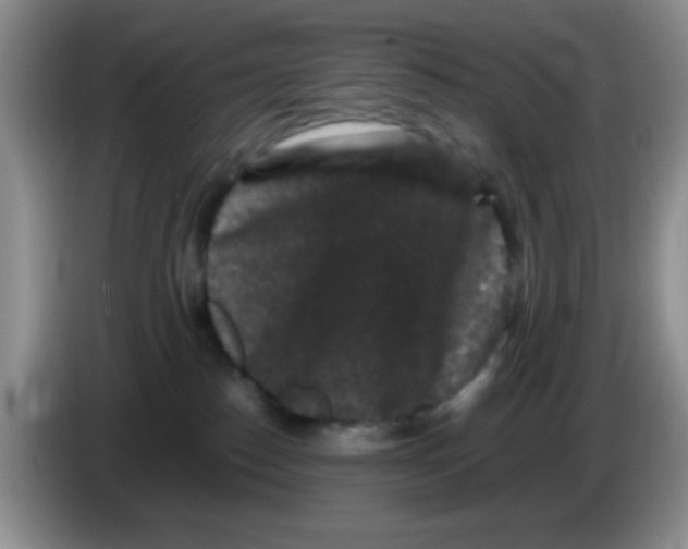 X0000086260186200704262003