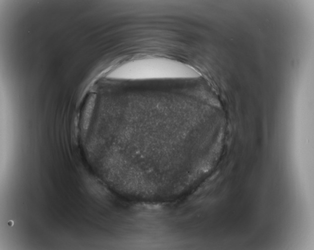 X0000086260194200704262002
