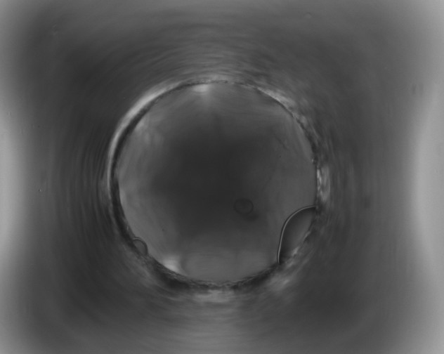 X0000086260196200704262002