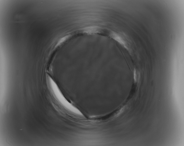 X0000086260205200704262002