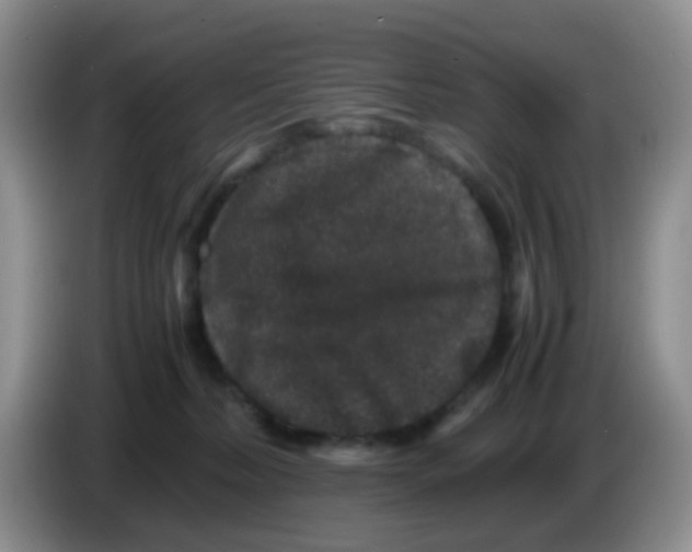 X0000086260228200704262002