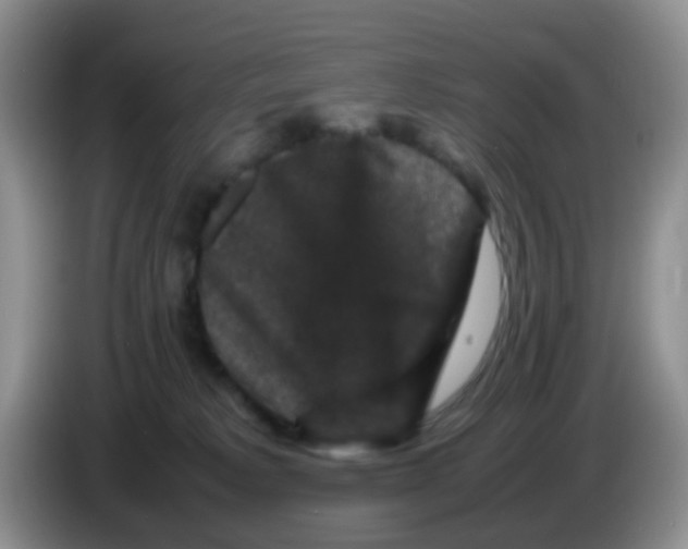 X0000086260229200704262002