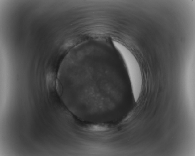 X0000086260232200704262002