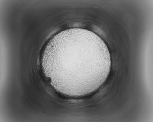 X0000086260251200704262001