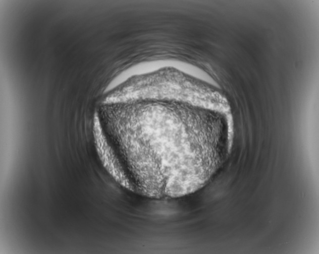 X0000086260281200704262002