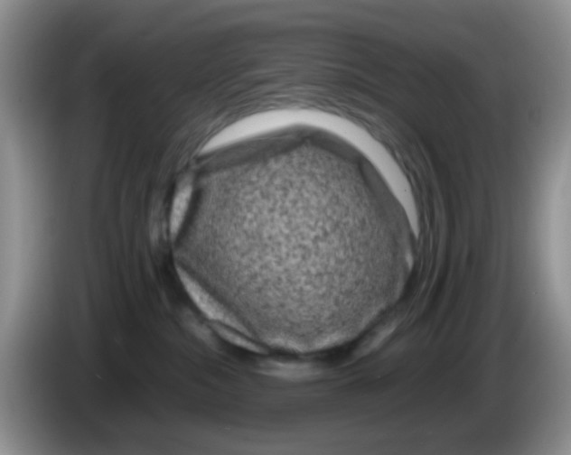 X0000086260284200704262002