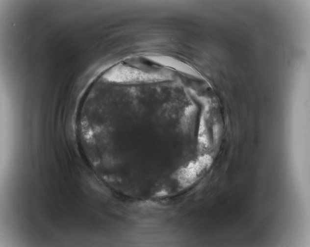X0000086260290200704262001