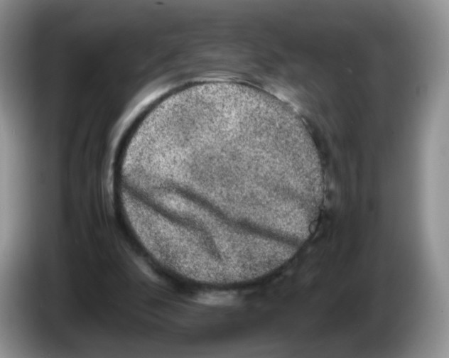 X0000086260296200704262001