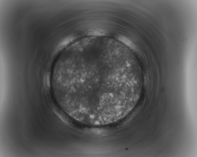 X0000086260302200704262001