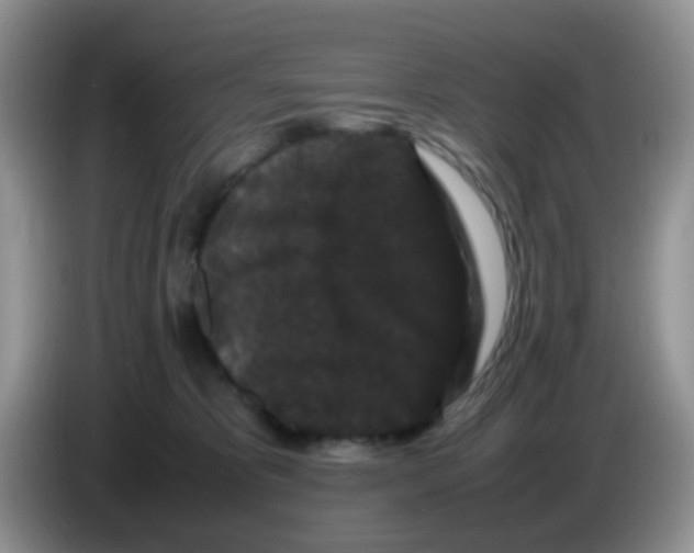 X0000086260325200704262001