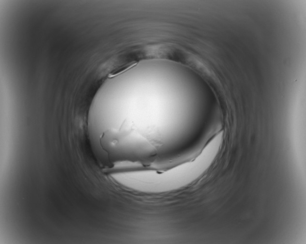 X0000086260329200704262001