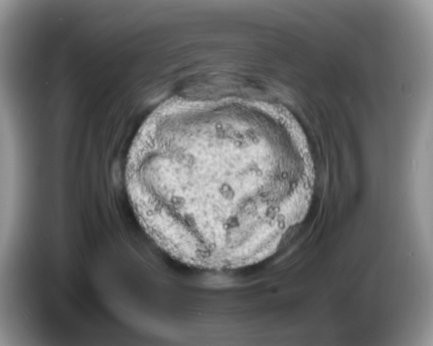 X0000086260335200704262001