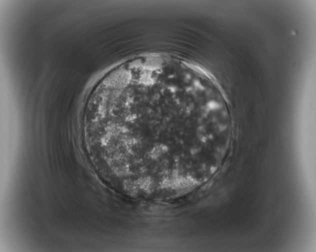 X0000086260337200704262000