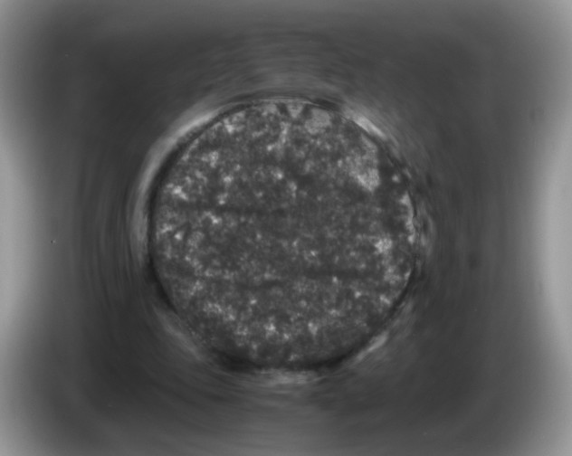 X0000086260343200704262000